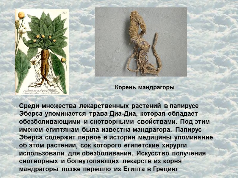 Среди множества лекарственных растений в папирусе Эберса упоминается трава Диа-Диа, которая обладает обезболивающими и